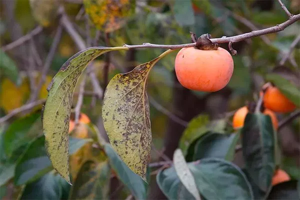 антракноз хурмы бурые пятна3