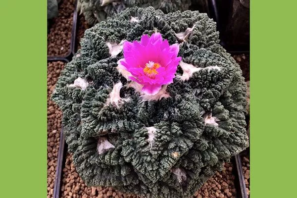 Ариокарпус Годзилла редкие кактусы3