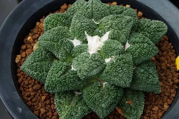 Ариокарпус Годзилла2 редкие кактусы4