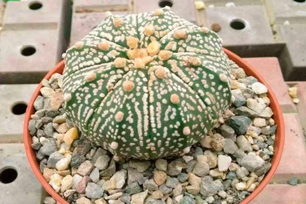 Астрофитум Кабуто или супер Кабуто Звёздчатые кактусы (Astrophytum)8