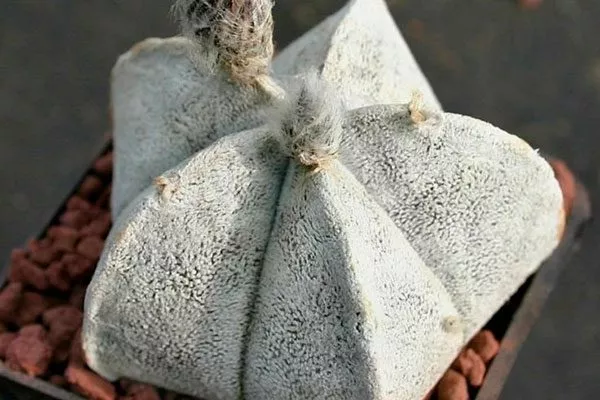 Астрофитум коауиленсе Звёздчатые кактусы (Astrophytum)9