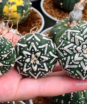 астрофитум виды Звёздчатые кактусы (Astrophytum)7