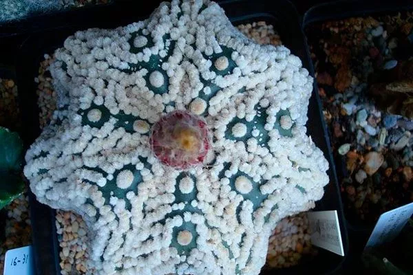 Astrophytum asterias Звёздчатые кактусы (Astrophytum)1