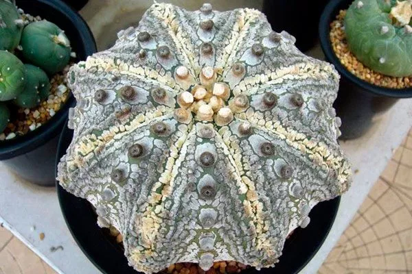Astrophytum asterias1 Звёздчатые кактусы (Astrophytum)2