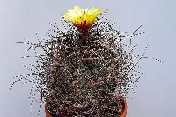 Astrophytum capricorne Звёздчатые кактусы (Astrophytum)3