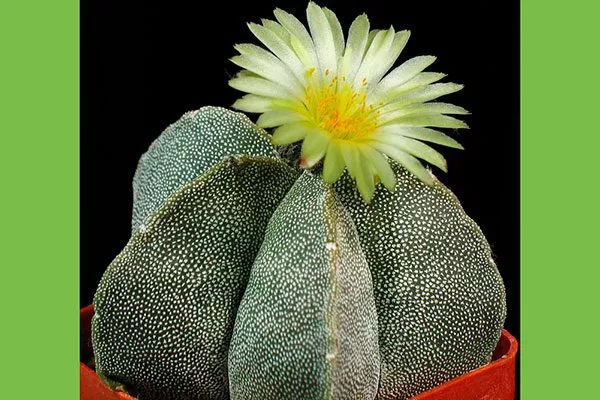 Astrophytum myriostigma Звёздчатые кактусы (Astrophytum)4