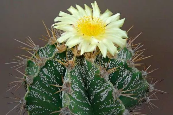 Astrophytum ornatum Звёздчатые кактусы (Astrophytum)5