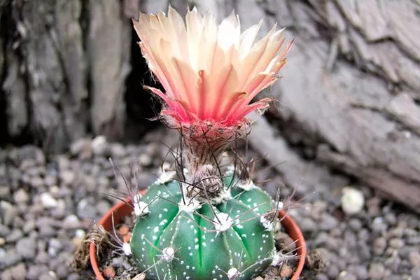 astrophytum-senile-red-flower-2 Звёздчатые кактусы (Astrophytum)6