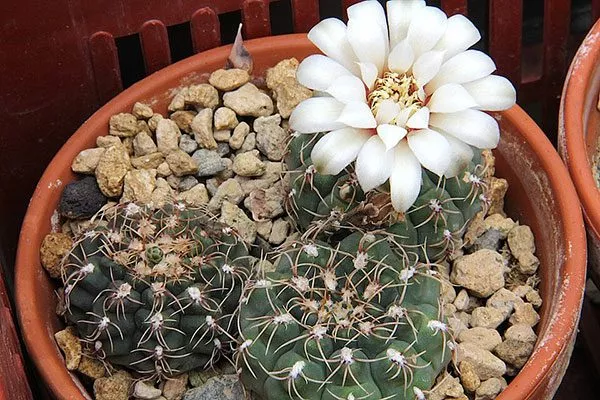 белая Гимнокалициум (Gymnocalycium)12