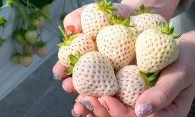 белая земляника11