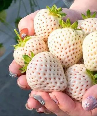 белая земляника11