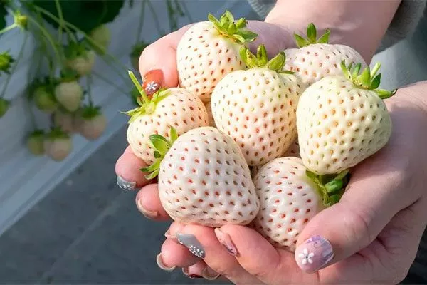 белая земляника11