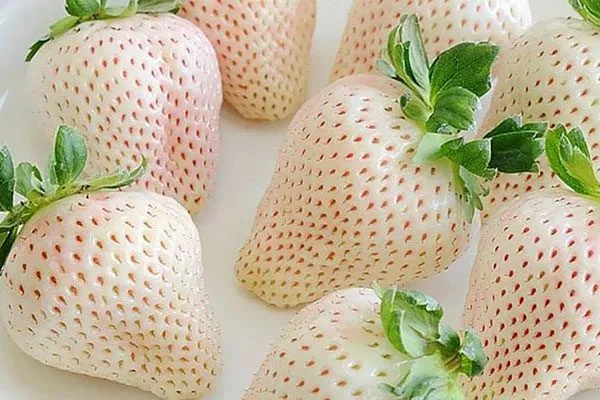 Белый швед Белая земляника2