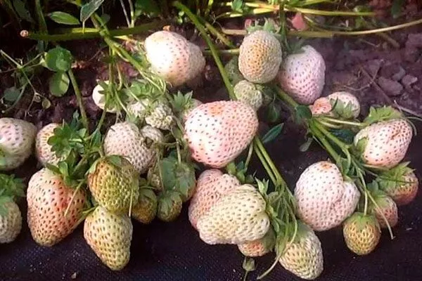 Белый швед1 Белая земляника3