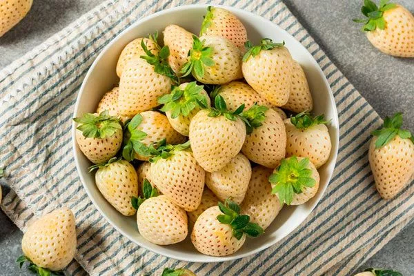 Биологические особенности белой земляники