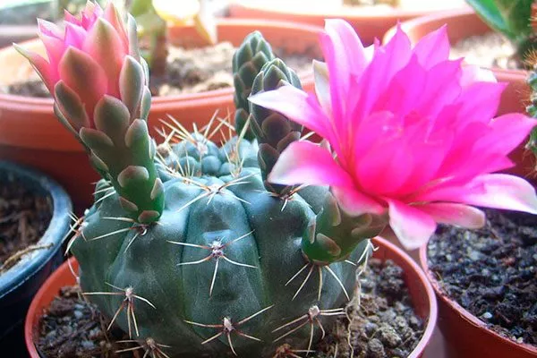 Ботаническое описание Гимнокалициум (Gymnocalycium)13