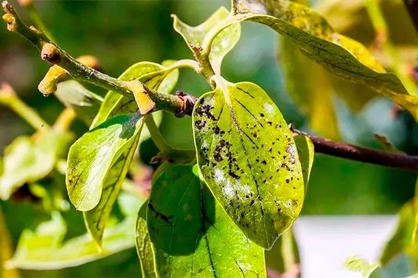 Бурые пятна на хурмы бурые пятна6