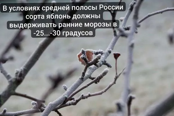 Чем севернее регион Зимостойкость яблони16