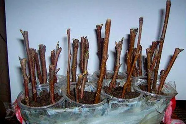 Черенкованием Полудекоративные сорта22