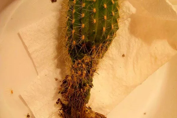 Чёрная ножка Дискокактус26