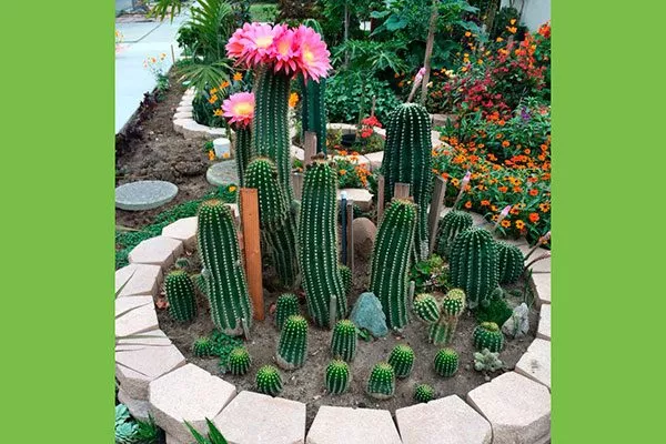 Декоративные зоны и миксбордеры кактусы в ландшафтном дизайне3