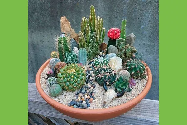 Декоративные зоны и миксбордеры1 кактусы в ландшафтном дизайне4