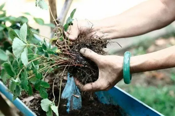 Делением куста Белая земляника7