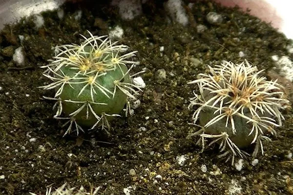 детки 2 Гимнокалициум (Gymnocalycium)27