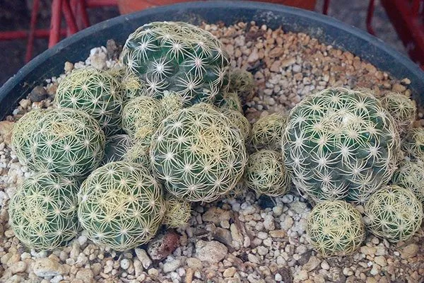 детки Дискокактус8