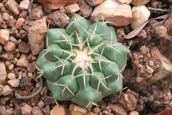 Discocactus heptacanthus Дискокактус2