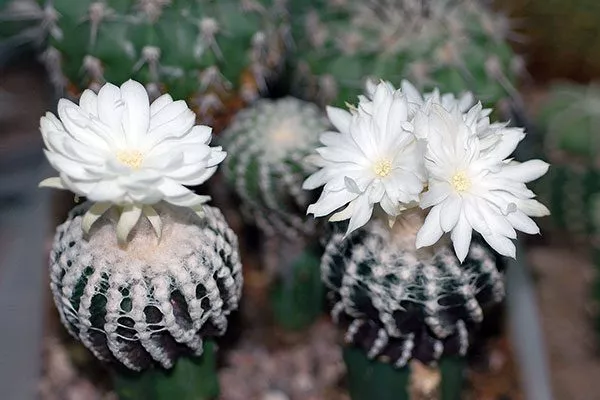 Discocactus horstii Дискокактус3