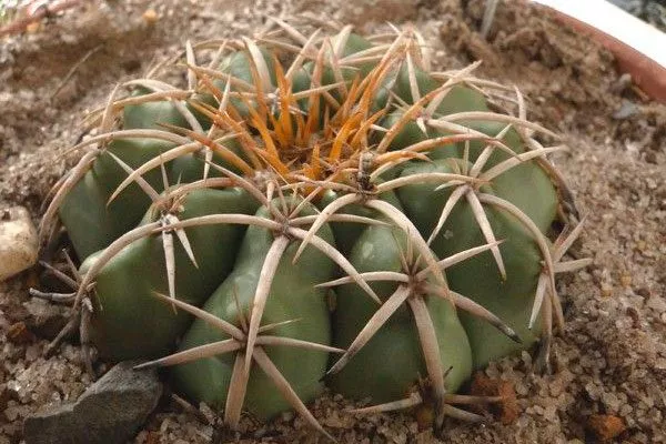 Discocactus subterraneobracteatus Дискокактус5