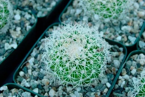 Discocactus zehntneri Дискокактус6