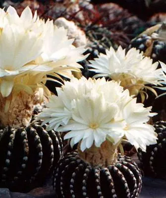 Дискокактус (Discocactus) Дискокактус9