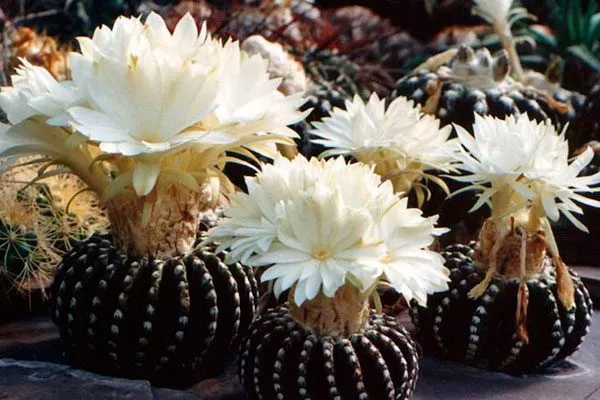 Дискокактус (Discocactus) Дискокактус9