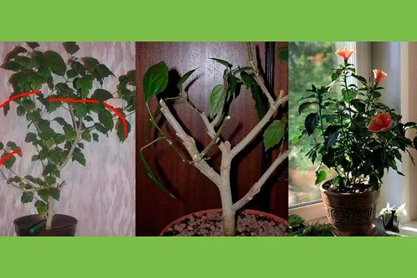 для цветения Обрезка гибискуса3