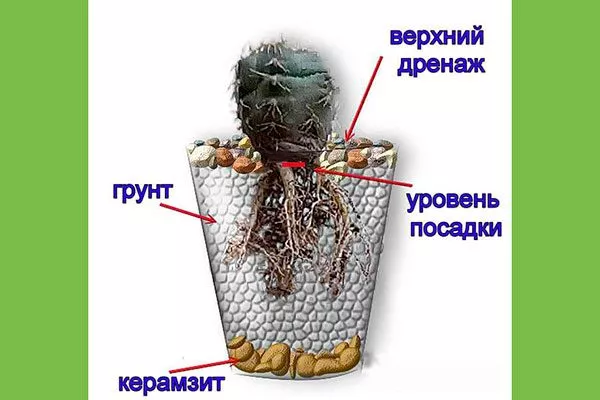 дренаж Дискокактус10