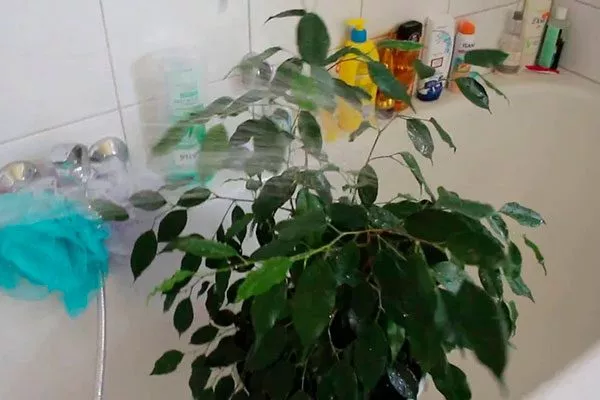 душ как помыть фикус4