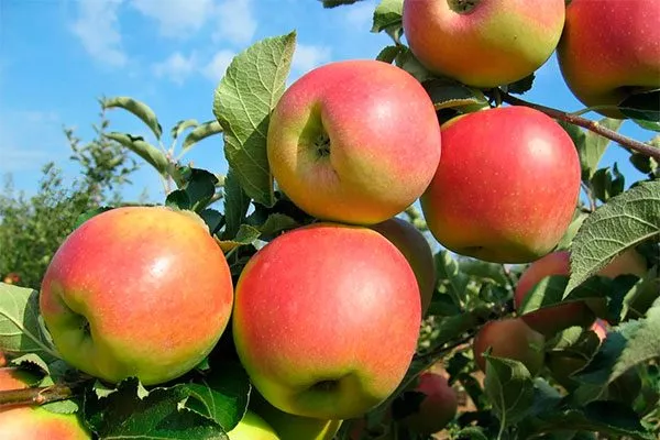 Джонаголд увеличениt размеров яблок12