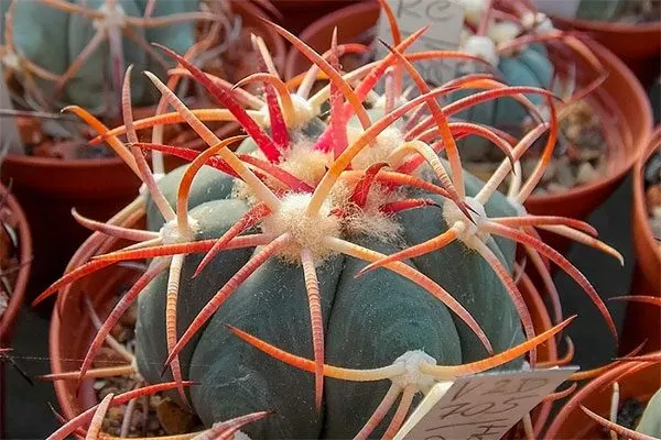 Эхинокактус горизонтальный редкие кактусы48