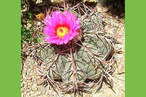 Эхинокактус горизонтальный2 редкие кактусы49