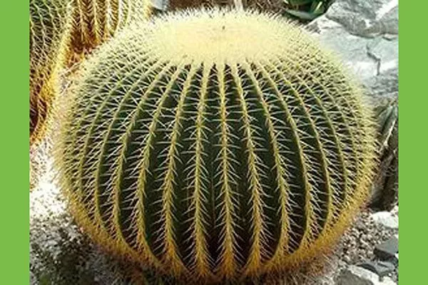 Эхинокактус Грузони редкие кактусы50