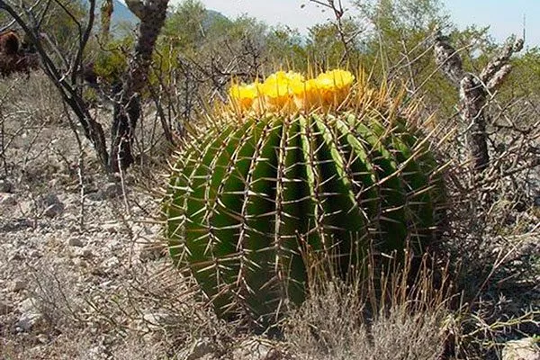 Эхинокактус Грузони2 редкие кактусы52