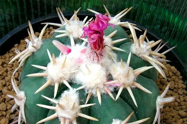 Эхинокактус техасский редкие кактусы53