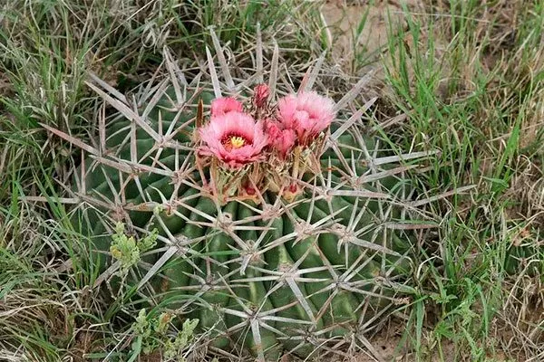 Эхинокактус техасский1 редкие кактусы54