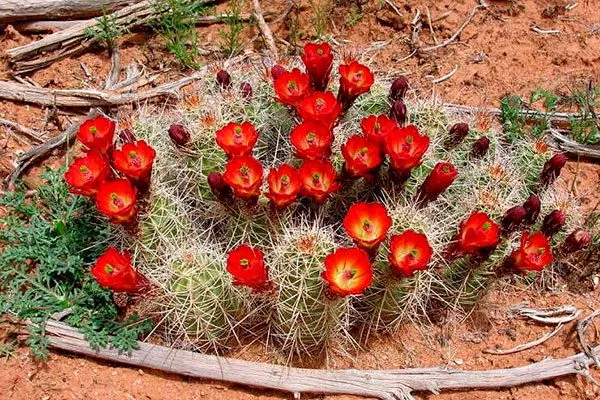 Эхиноцереус трёхколючковый кактусы в ландшафтном дизайне29