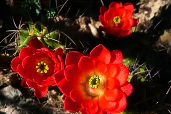 Эхиноцереус трёхколючковый1 кактусы в ландшафтном дизайне30