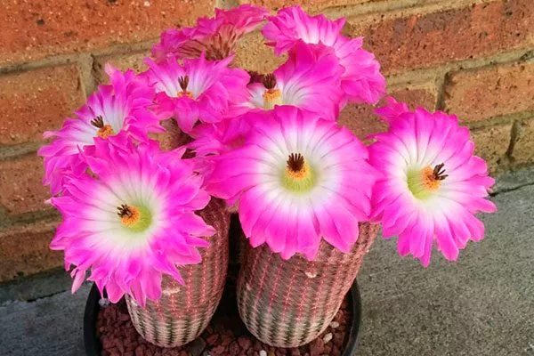 Эхиноцереус жёсткий редкие кактусы55