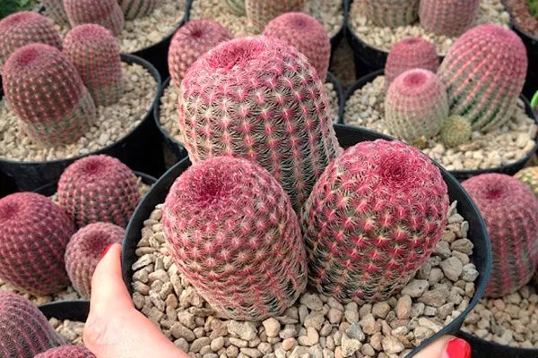 Эхиноцереус жёсткий1 редкие кактусы56