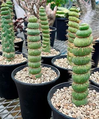 Эвлихния Каштановая Спиралис редкие кактусы46